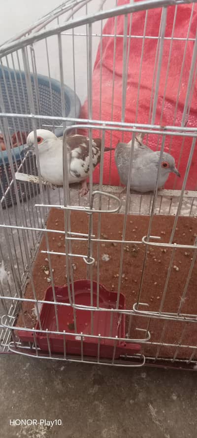 diamond doves for sale urgent