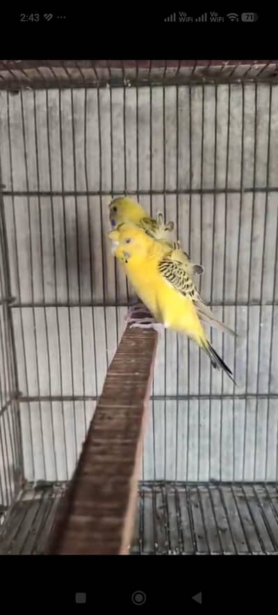 Tcb Lemon Hogo pair