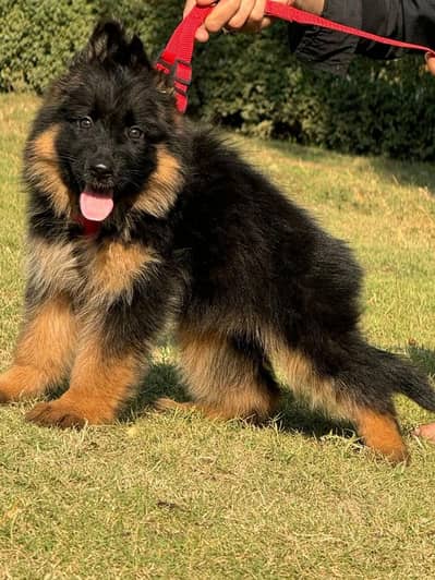 German shepherd puppies contact WhatsApmy WhatsAp o/3/1/5/4/o/3/3/2/17