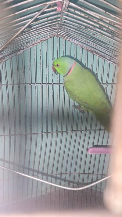 beautiful parrot ha