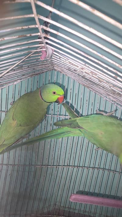 beautiful parrot ha