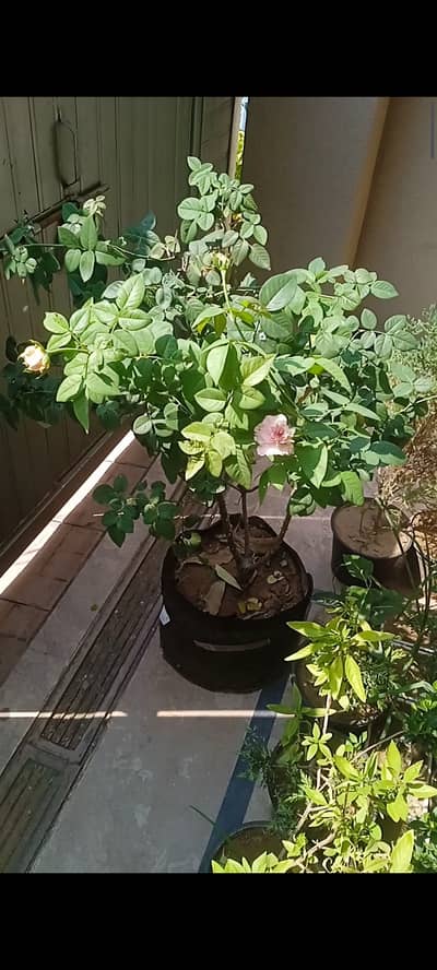 Big deal 20 Plants with planter at Pwd Islamabad