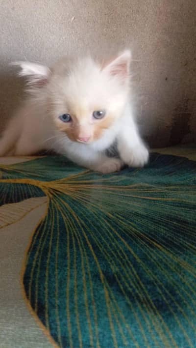 Cat kitten Male/Female