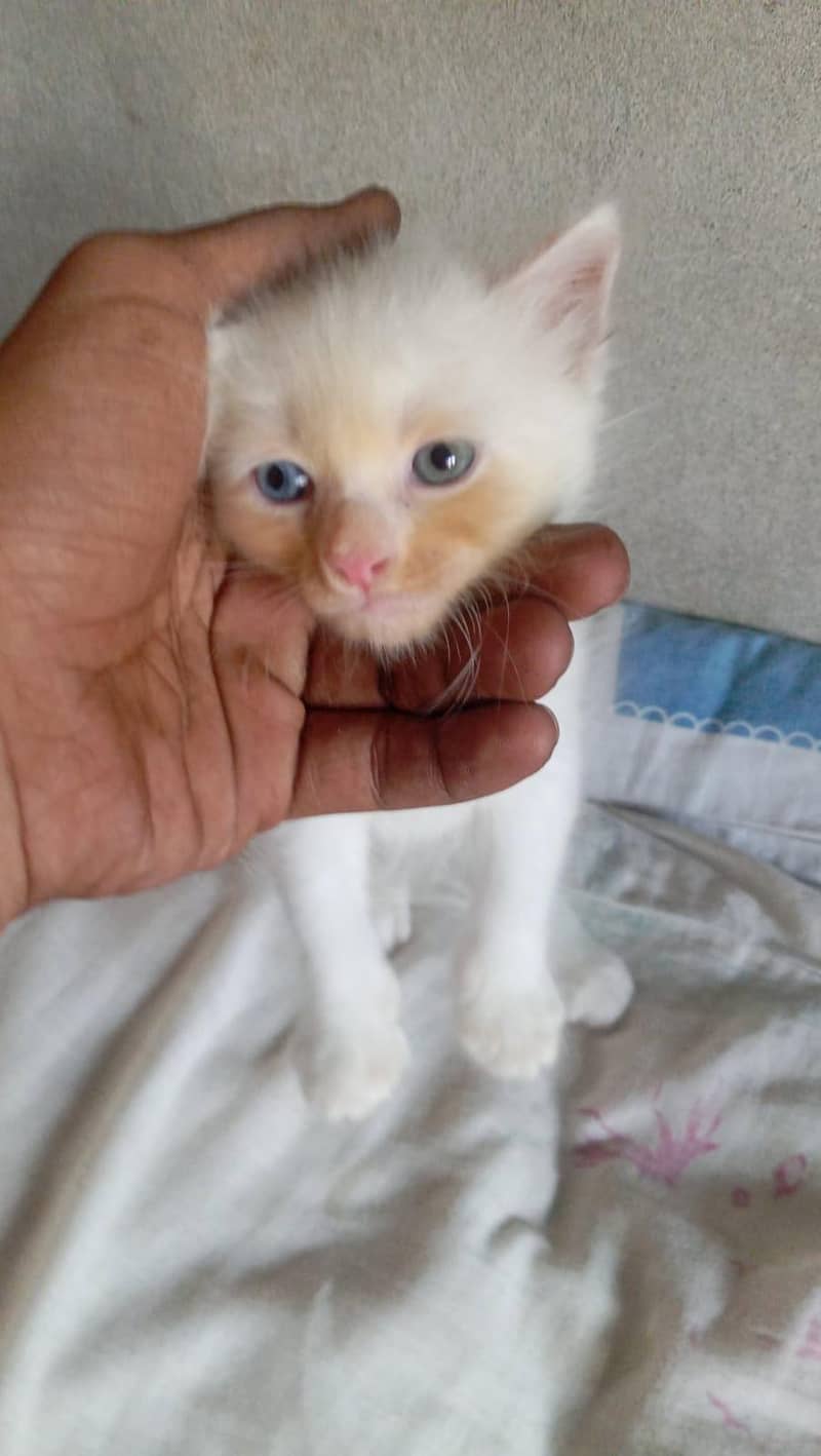Cat kitten Male/Female 1