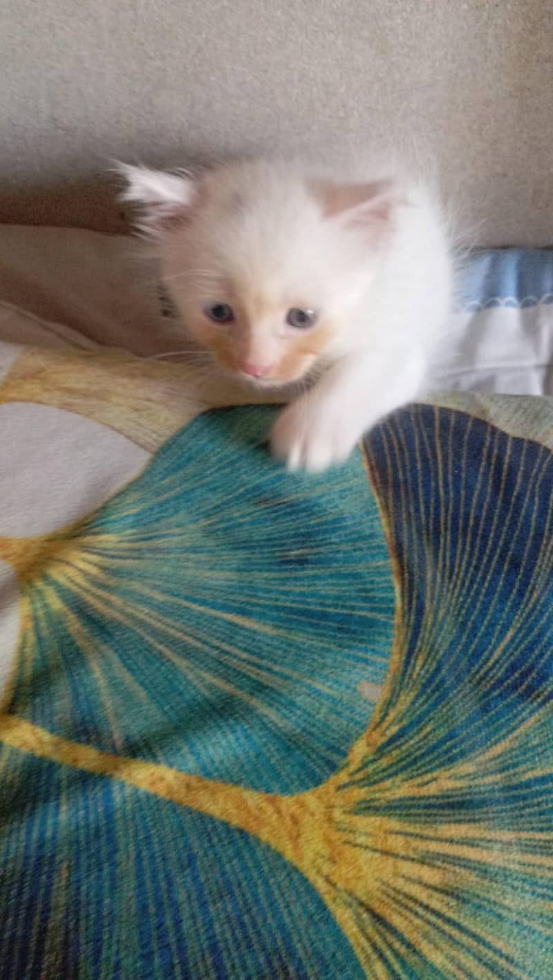 Cat kitten Male/Female 7