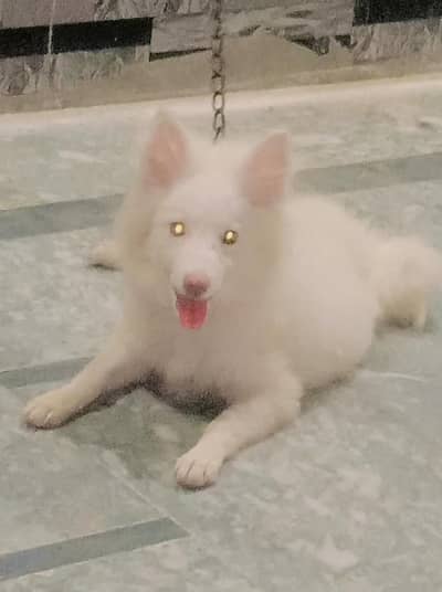 russain pomeranian top quilty female for sale