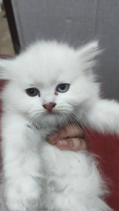 ​Pure Persian Kittens - Triple Coat (Punch Face & Odd Eye)