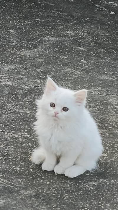 persian cat