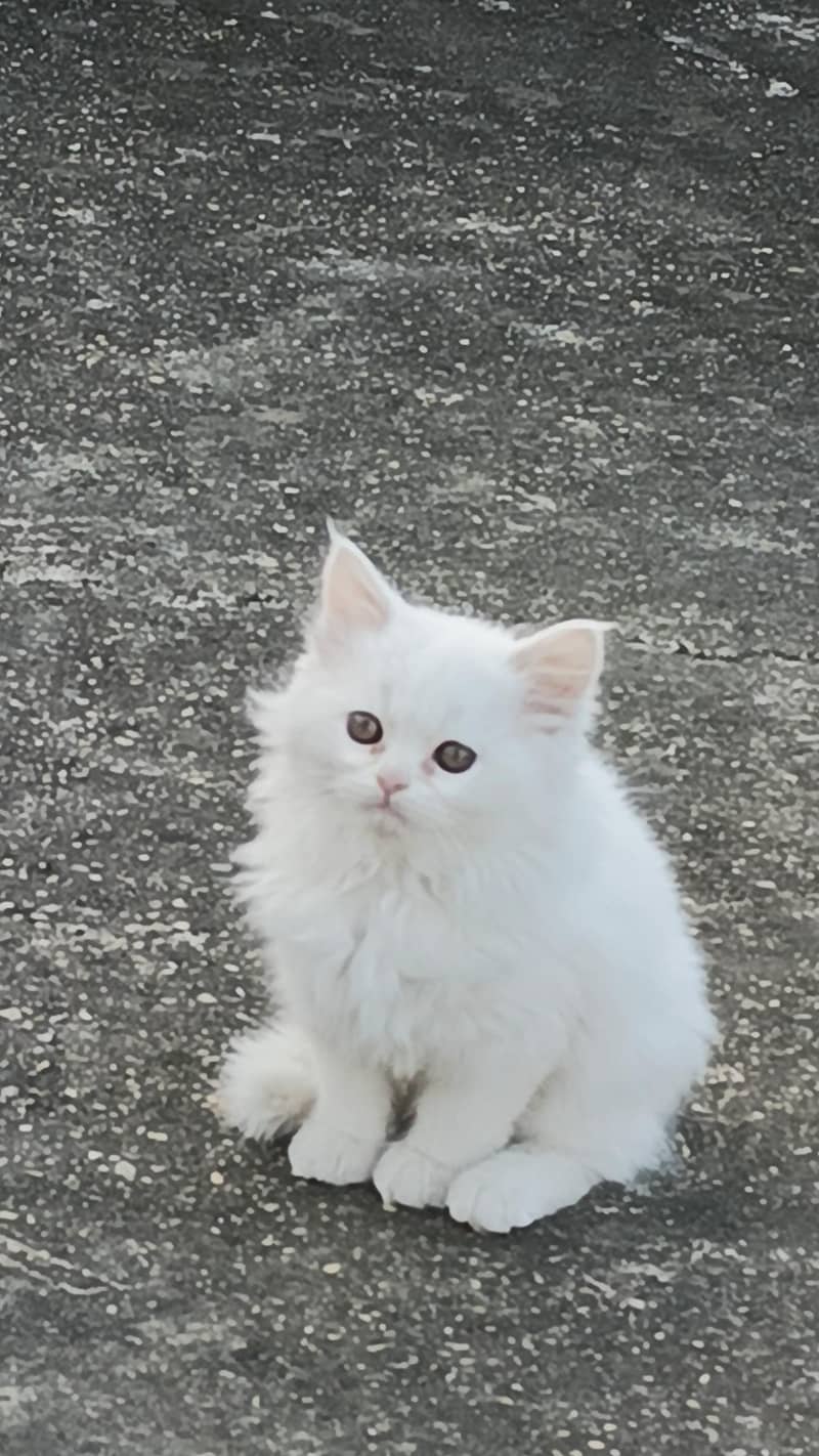 persian cat 0