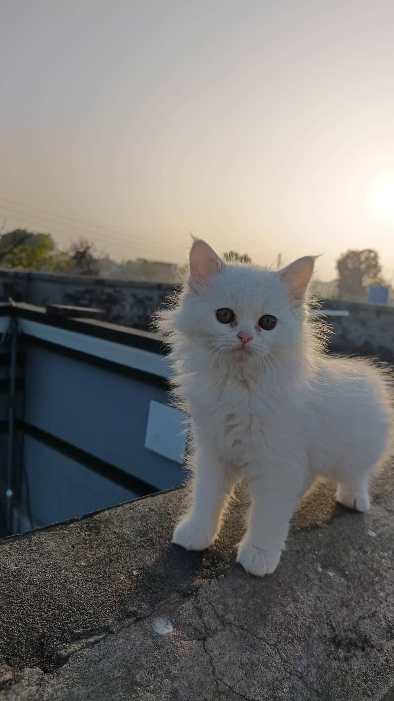persian cat 1