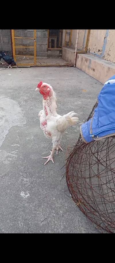 White Heera Aseel One Eye Breeder