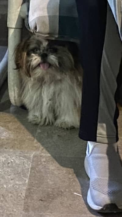 Super Playful & Adorable Shih Tzu Male – Available for Loving Home!