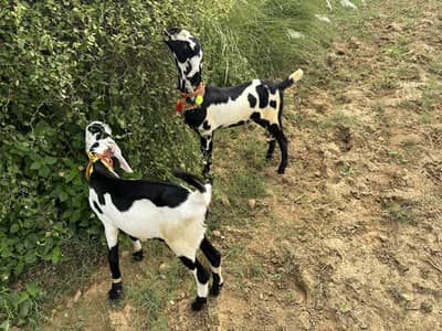Beetal Goats (Bakri k bchay)