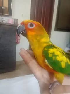 Sun conure 0