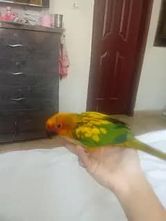 Sun conure 1