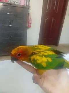 Sun conure 2