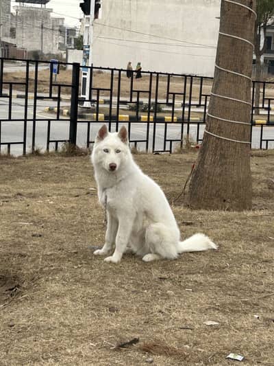 White Husky