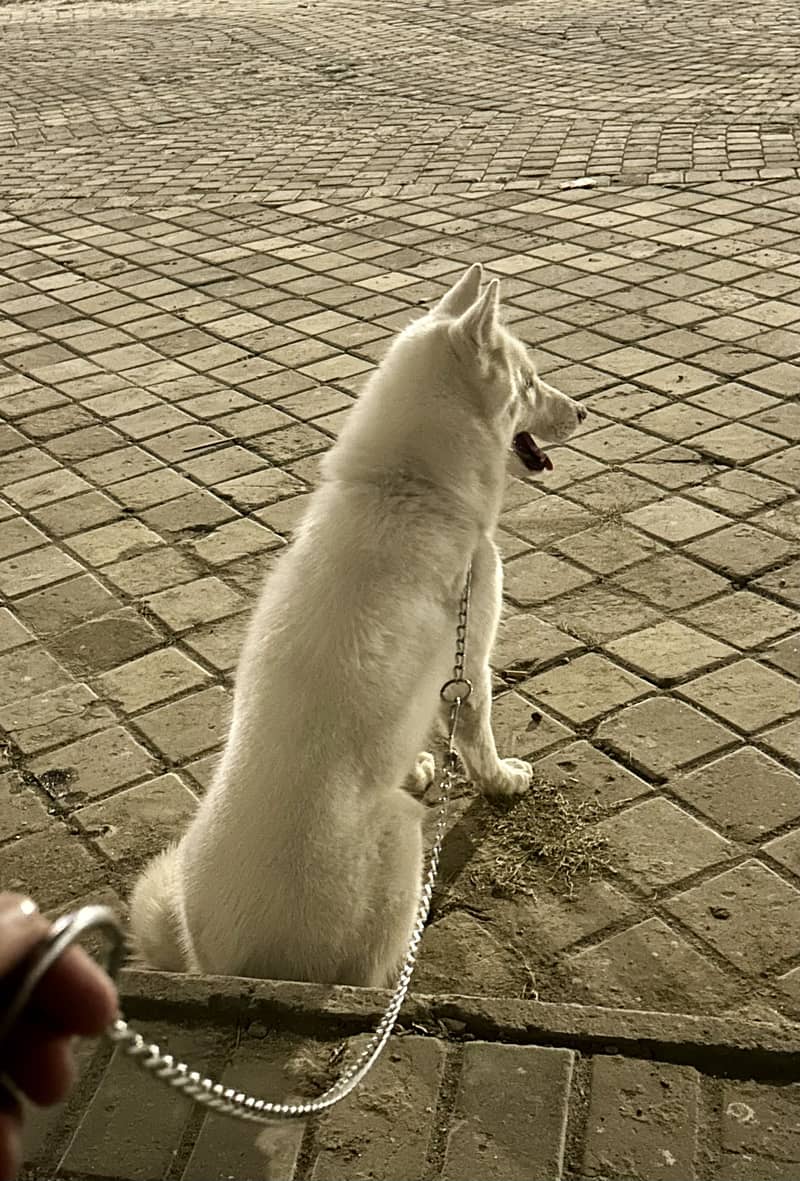 White Husky 1