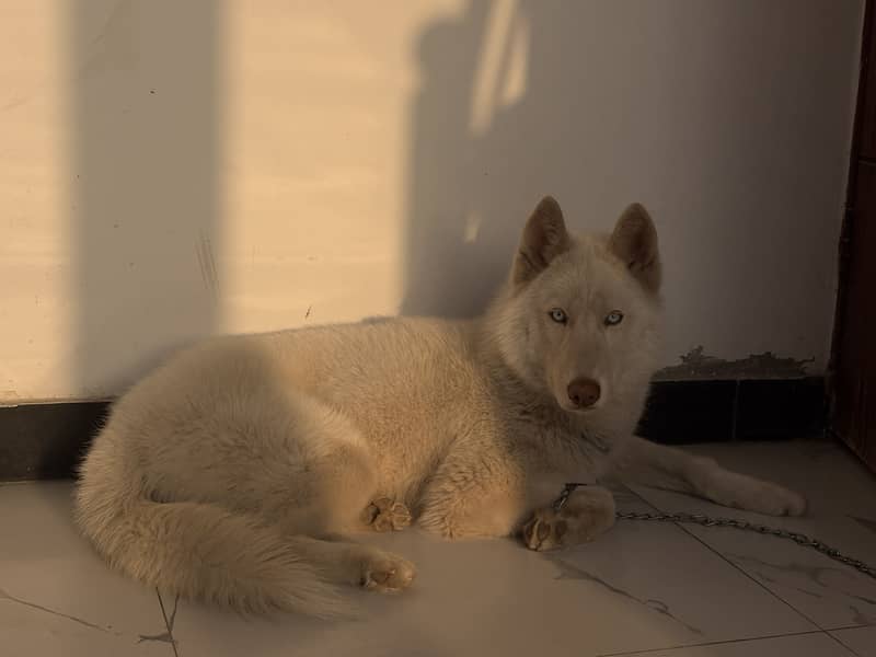 White Husky 3