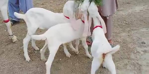 Desi Bakri For Sale __ 03230024289