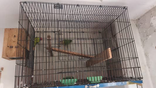plum head breeder pair. . . and cage  .