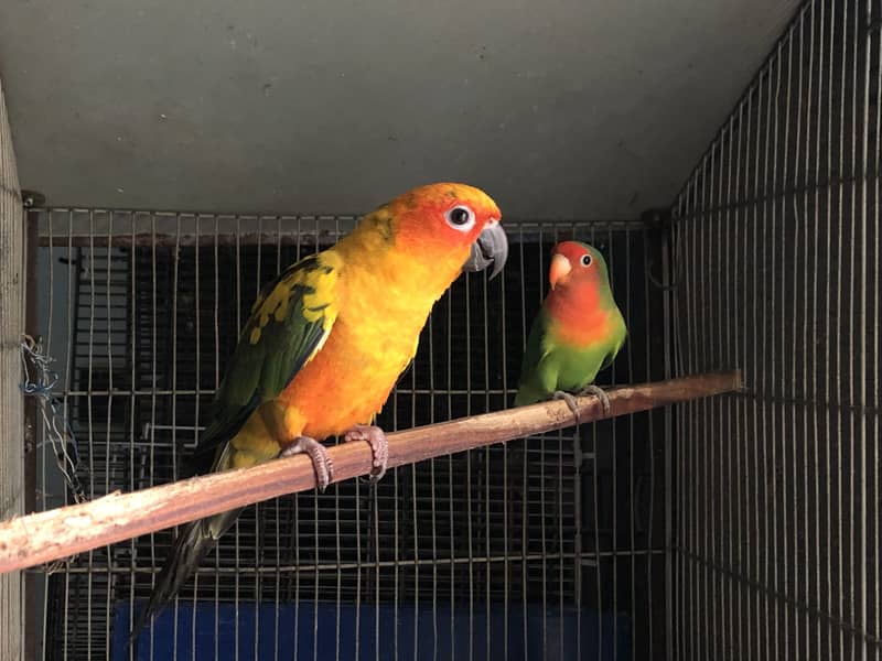 Sun conure 0