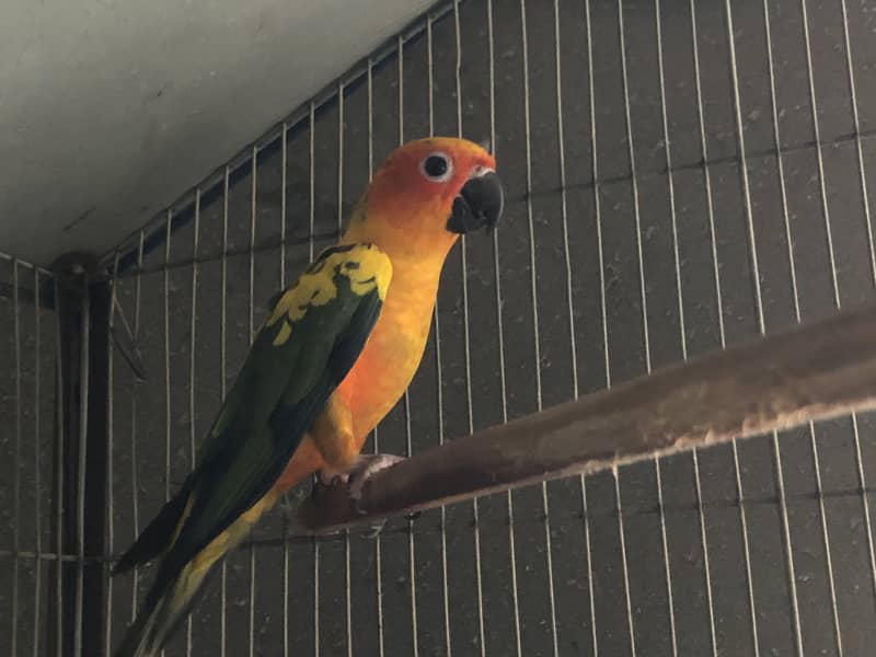 Sun conure 1