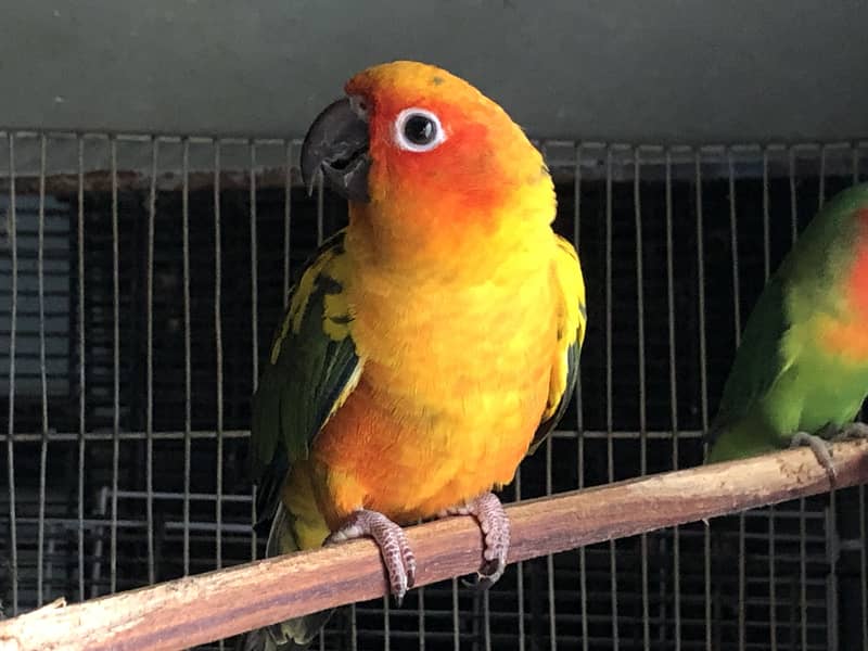 Sun conure 2