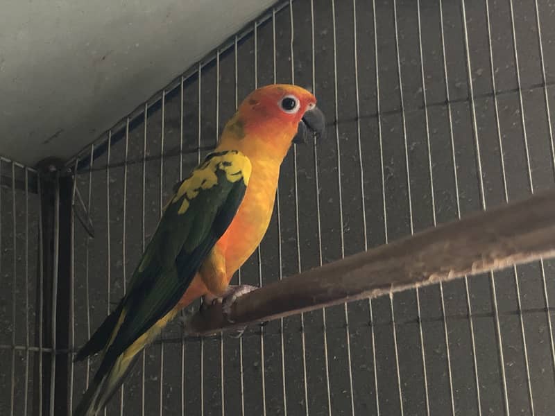 Sun conure 3