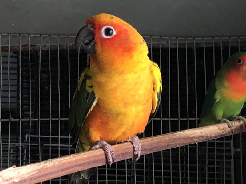 Sun conure 4