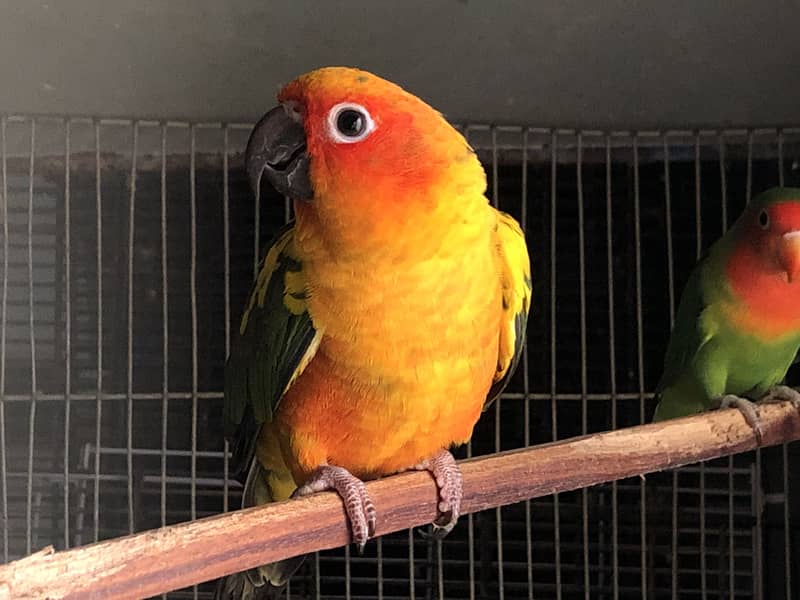 Sun conure 5