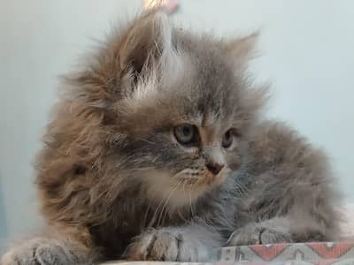 Heavy Coat kitten