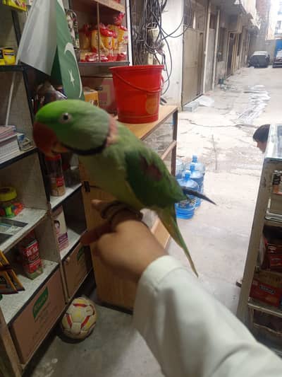 raw parrot