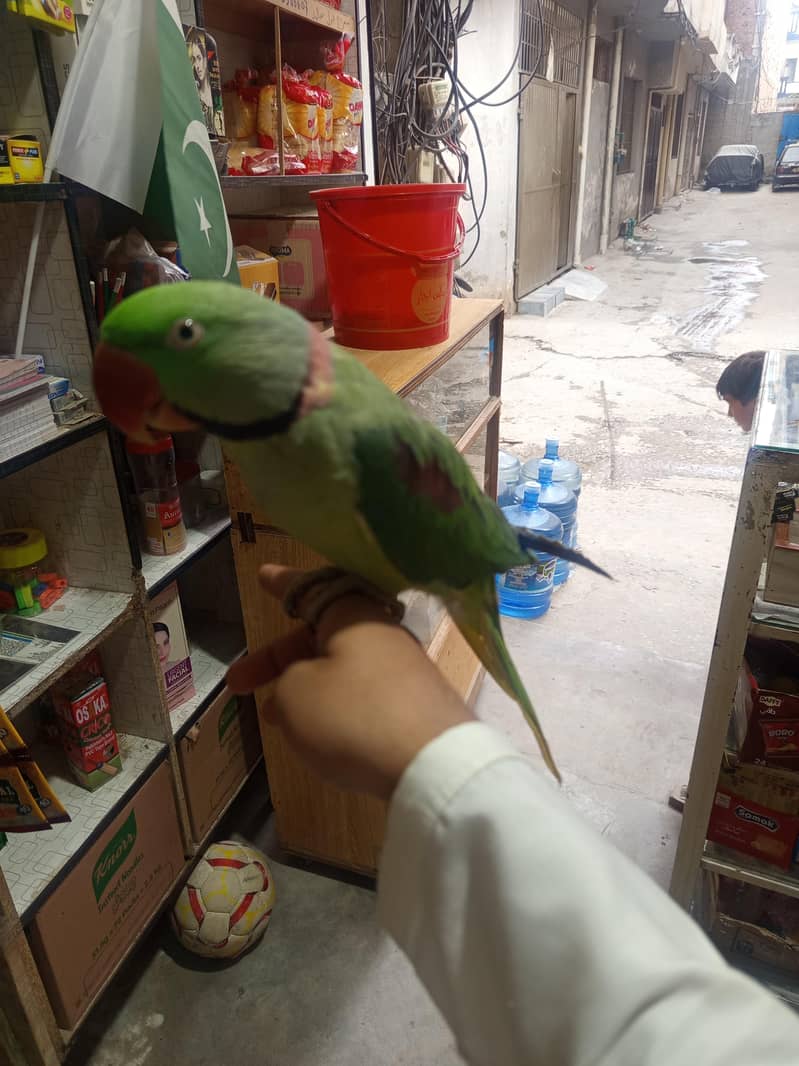 raw parrot 0