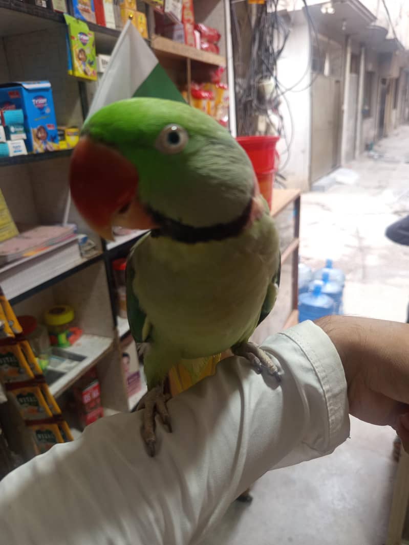 raw parrot 1