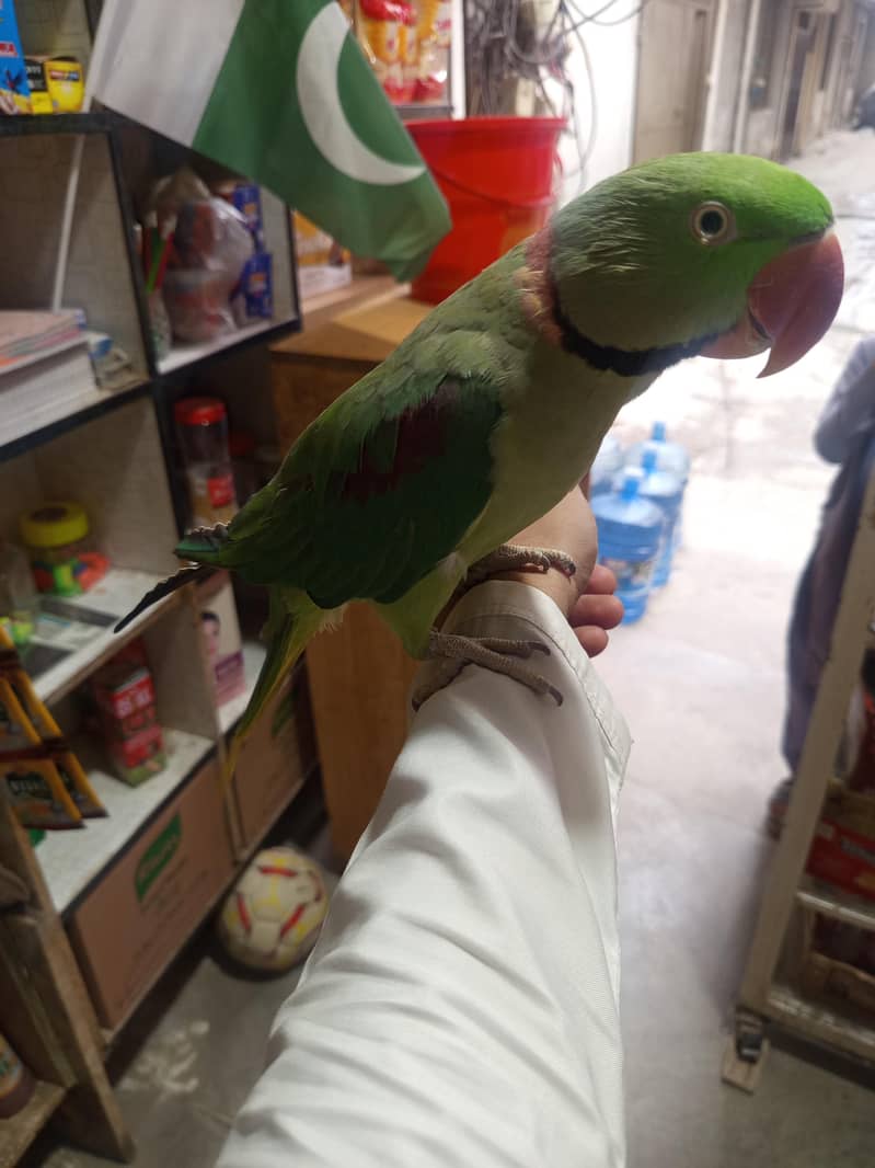 raw parrot 2