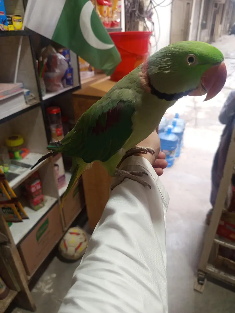 raw parrot — photo 3