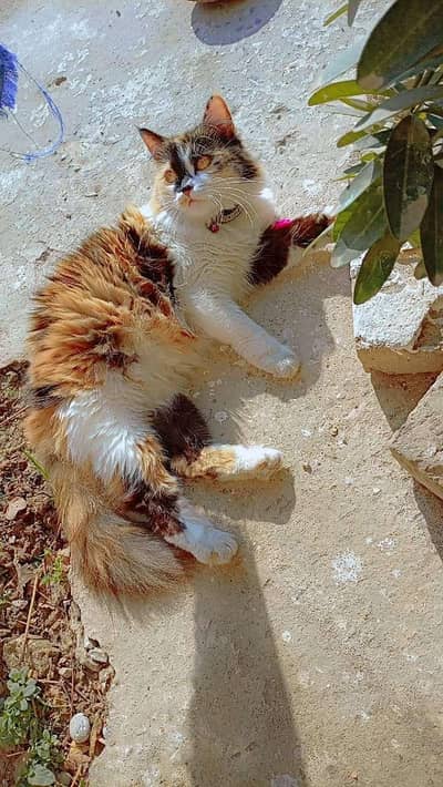 Persian cat