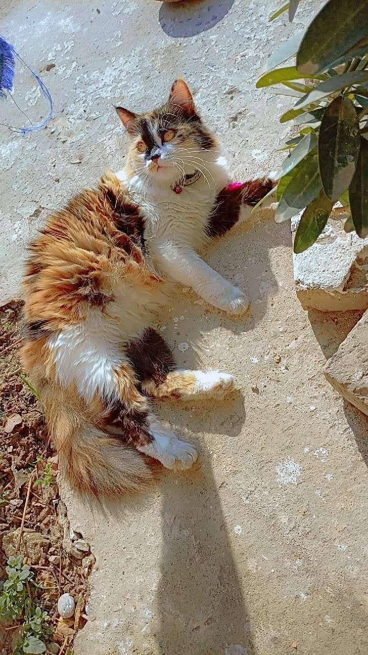 Persian cat 0
