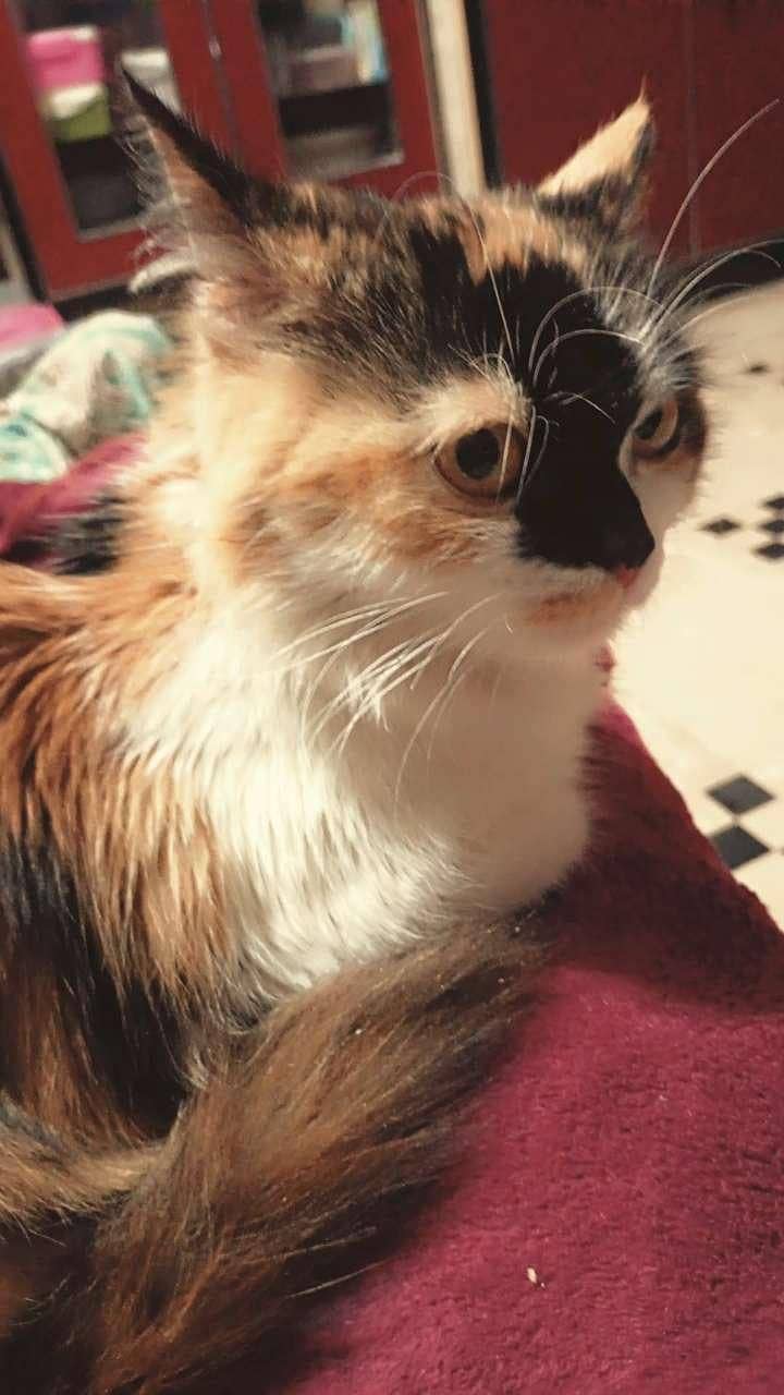 Persian cat 1