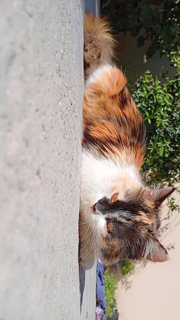 Persian cat 2