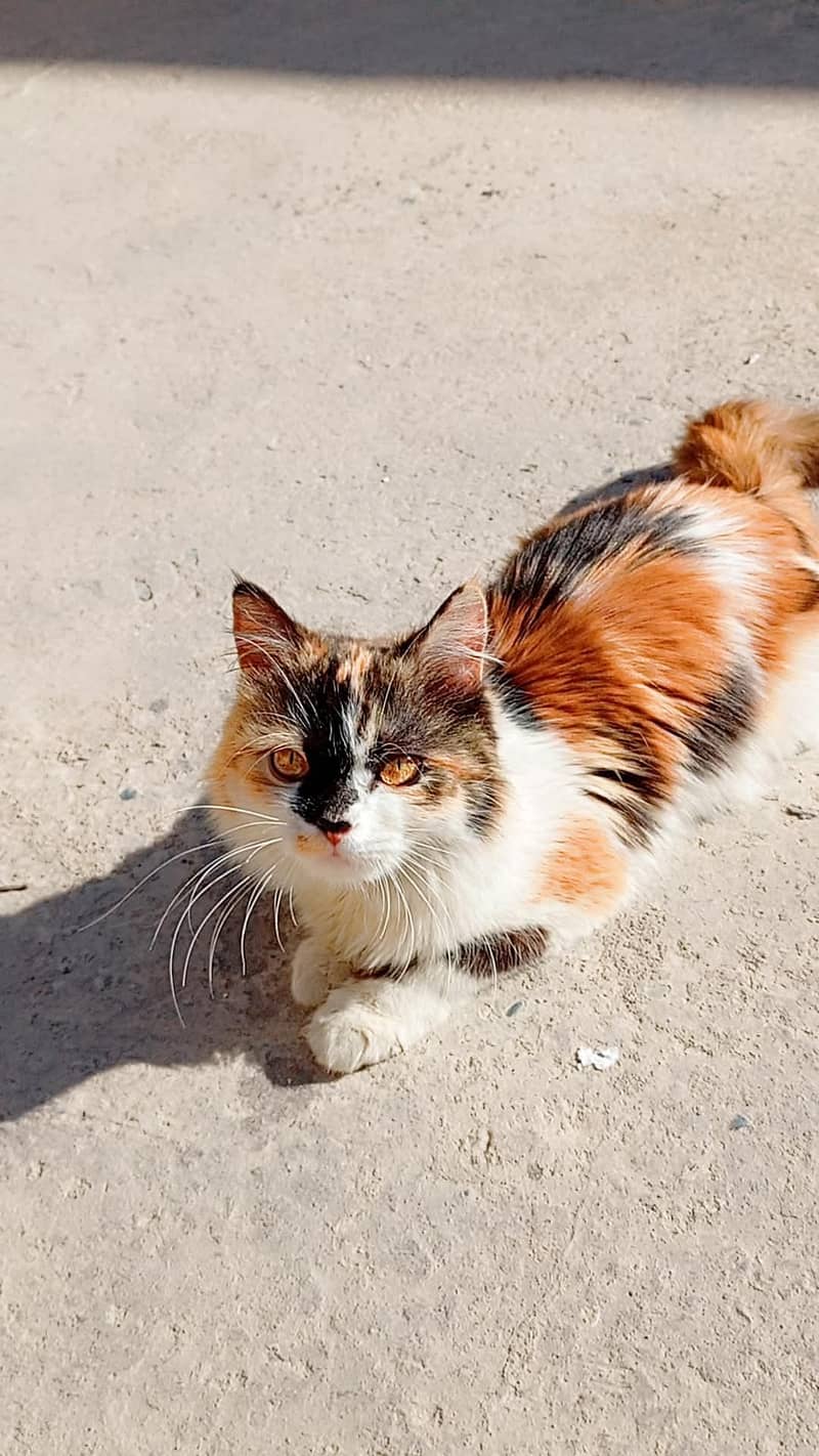 Persian cat 3