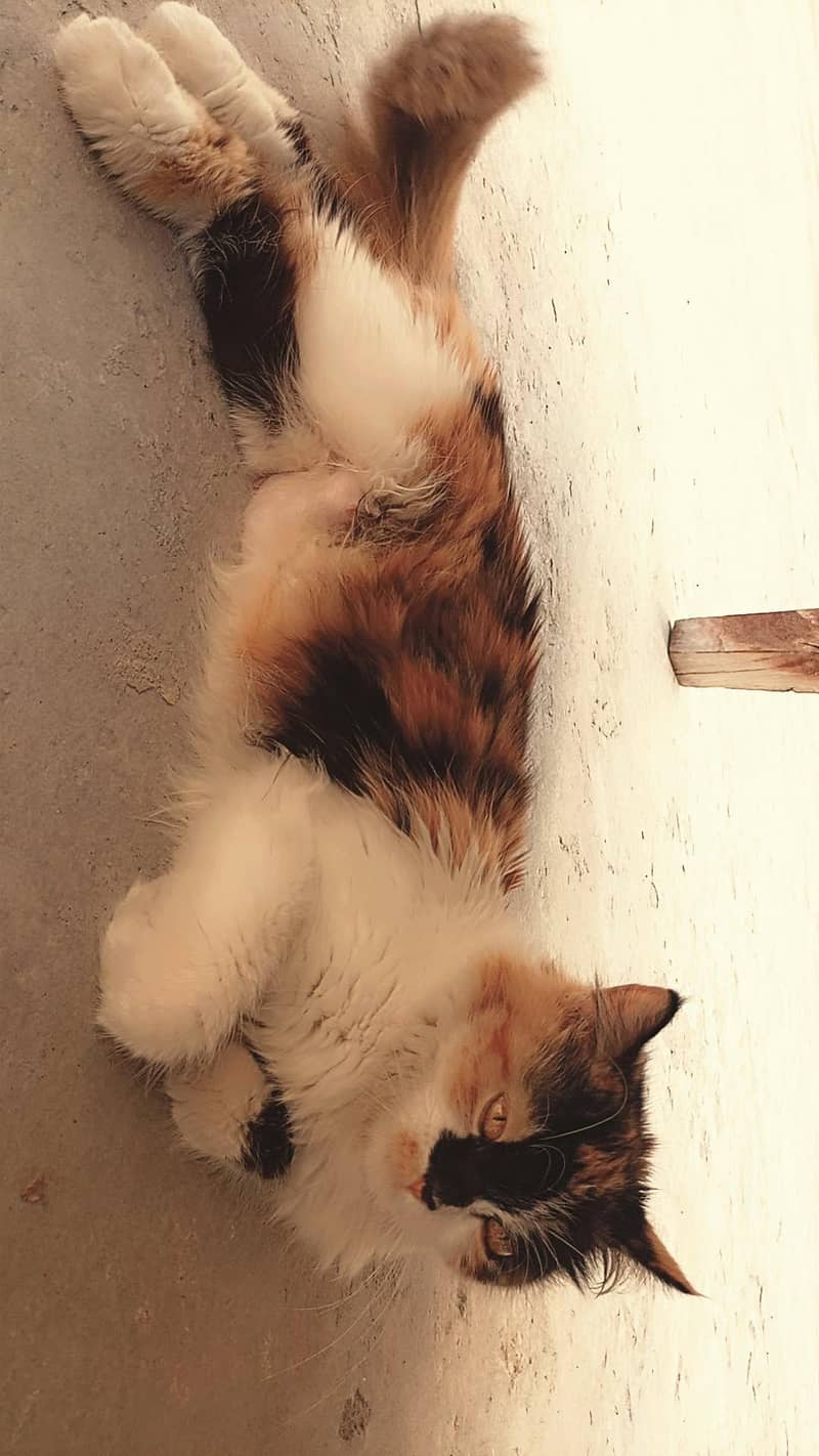 Persian cat 4