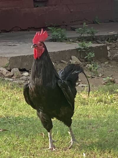 Australorp Male