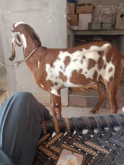 Beautiful Desi Goat