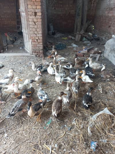 Desi duck
