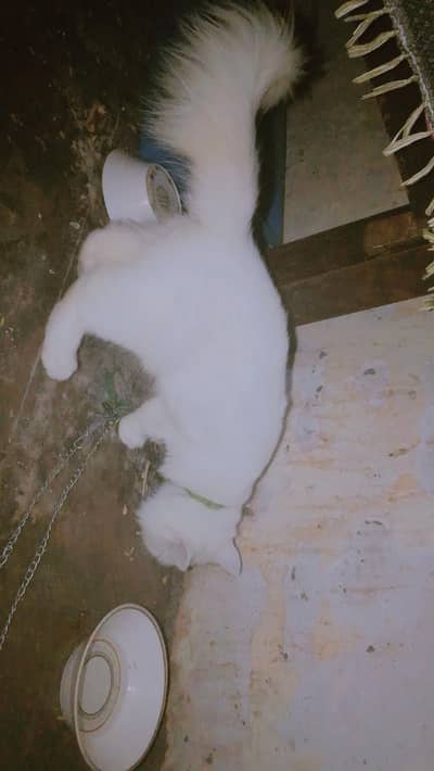 white Persian cat