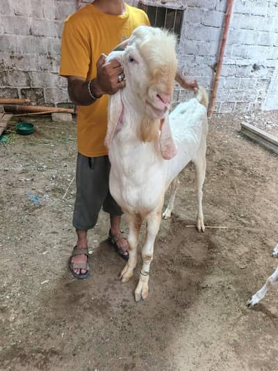 rajanpurii breeder 4 dant 42 inch height 03223183992