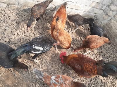pure hens ready to lay eggs