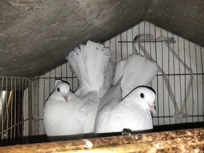 2 Pairs White & Lakka Breed Pigeons – 8 Months Old | Total Rs. 8,000